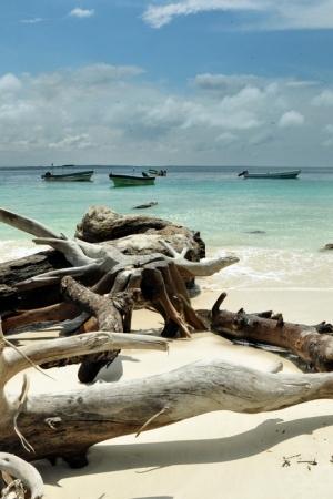Legwany, kraby i bomby – Iguana Island