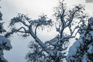 Skandinavian bonsai tree? ;)