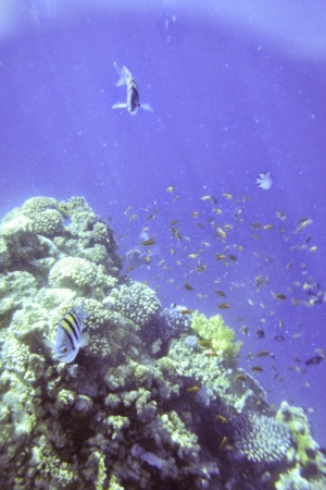 Egipt - Sharm el Sheikh - rafa koralowa