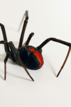 Jak się nie dać zabić, czyli cała prawda o australijskich pająkach