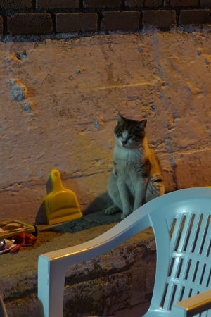 Tureckie koty, czyli z życia bezdomniaka