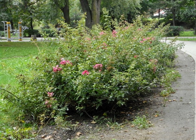 Park róż w Chorzowie