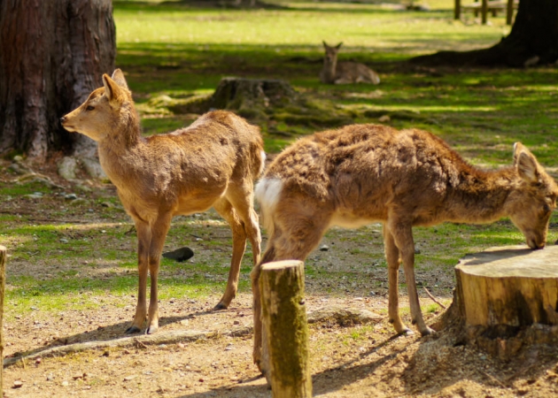 No to Nara, miasto dla jeleni