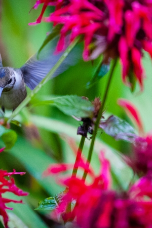 Kolibry