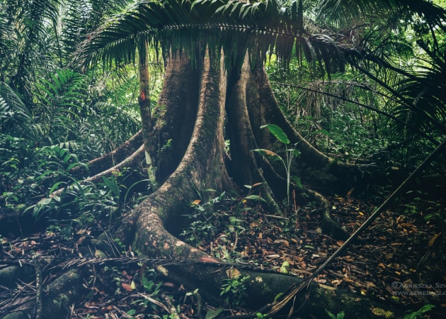 Panama duszna i zielona – w tropikalnym lesie