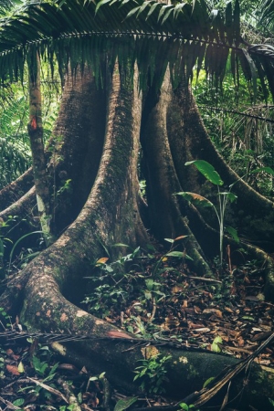 Panama duszna i zielona – w tropikalnym lesie